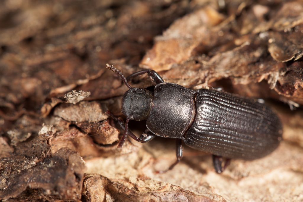 Tenebrionidae : Menephilus cylindricus